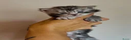 Maine Coon gatti in vendita: Maine Coon con pedigree  - Annuncio 3