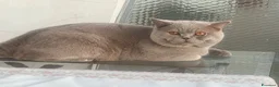 British gatti per accoppiamento: Maschio british shorthair per accoppiamento  - Annuncio 3