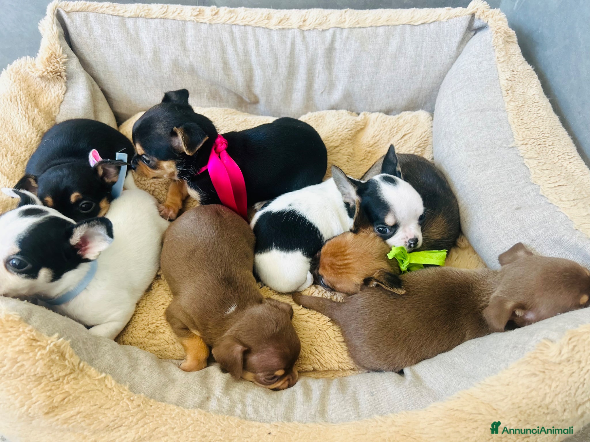 Chihuahua cani piccoli chihuahua toy  - Annuncio 1