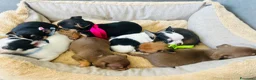 Chihuahua cani in vendita: piccoli chihuahua toy  - Annuncio 1
