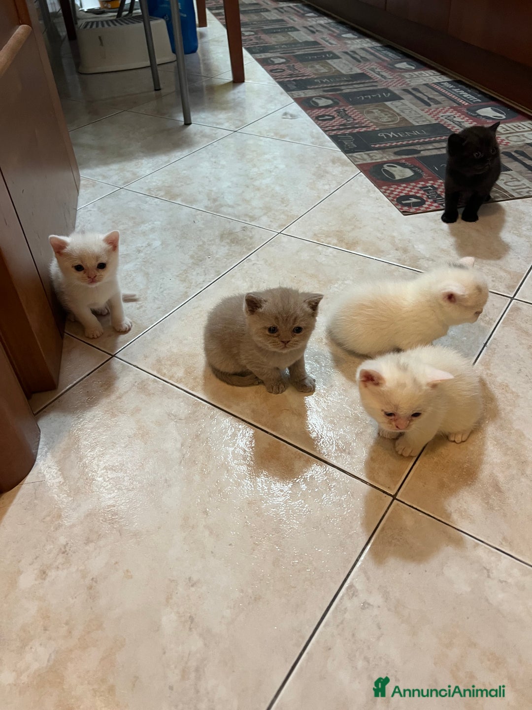 British gatti in vendita:  Cucciolata Gattini British Shorthair - Annuncio 9