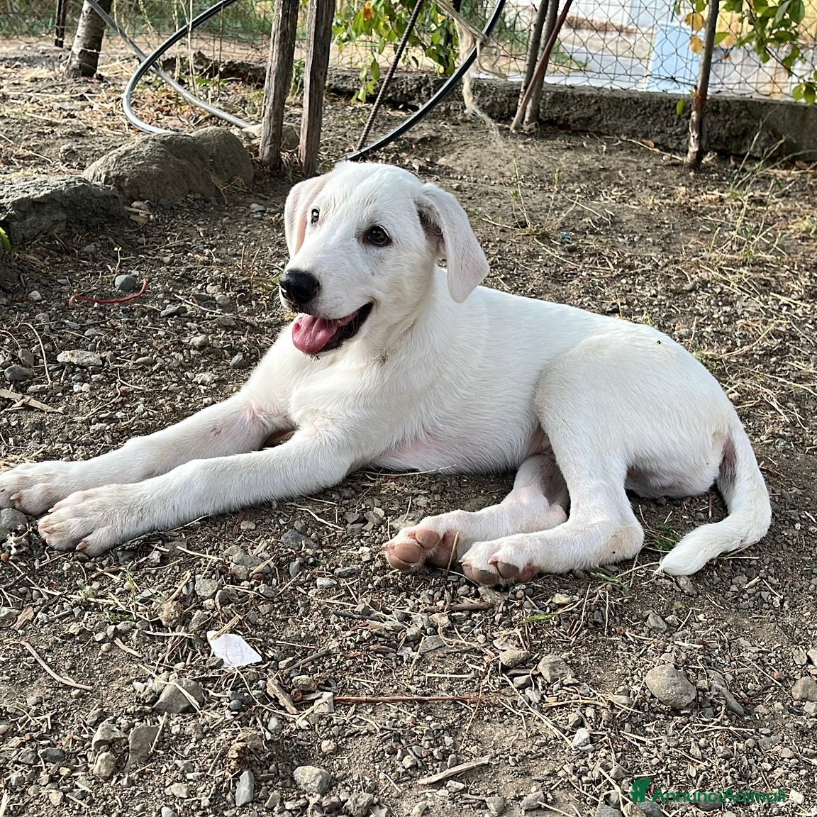 Pastore Maremmano cani Chase splendido cucciolo di 3 mesi in box  a Città metropolitana di Milano - Annuncio 2