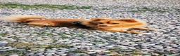 Volpino Italiano cani in vendita: Volpino Italiano  a Città metropolitana di Milano - Annuncio 5