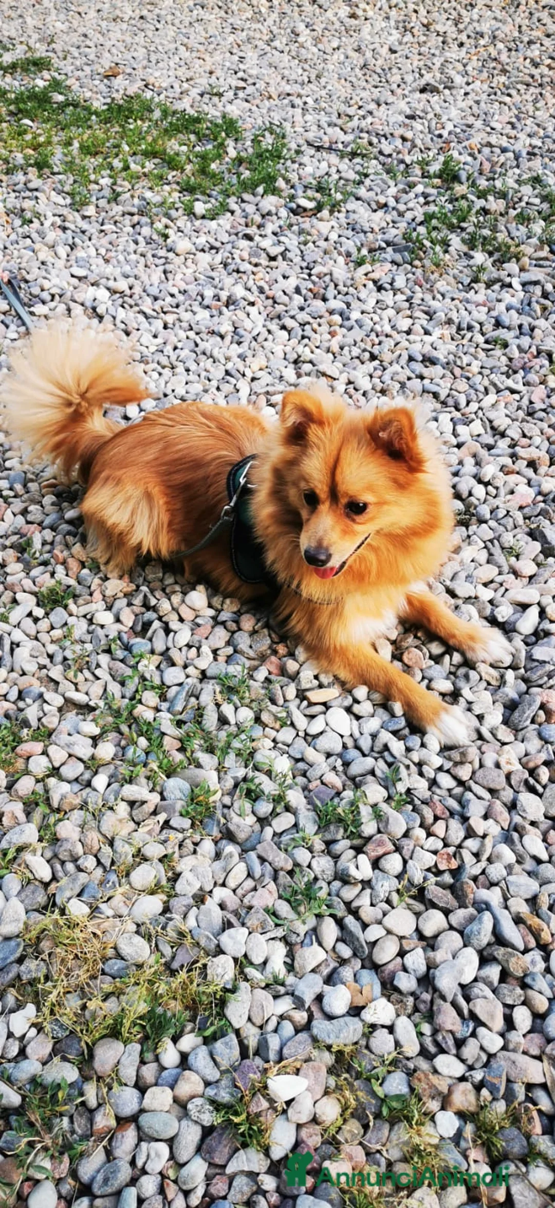 Volpino Italiano cani in vendita: Volpino Italiano  a Città metropolitana di Milano - Annuncio 5