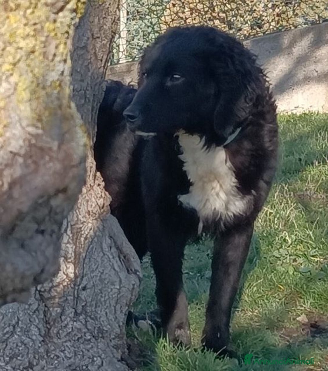 Meticcio cani in regalo: RICCIOLINO mite e tranquillo tg media - Annuncio 3