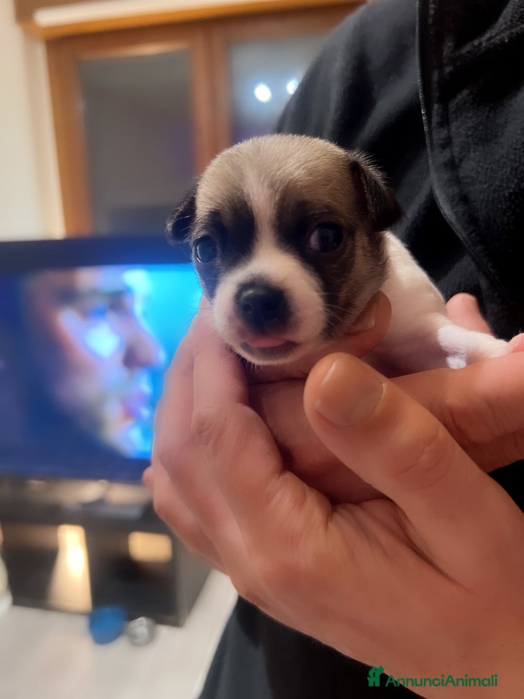 Chihuahua cani in vendita: Chihuahua - Annuncio 1