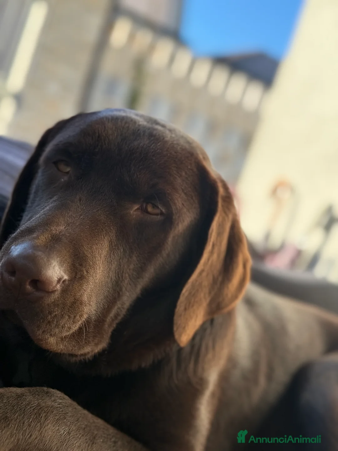 Labrador cani in vendita: Labrador Chocolate - Annuncio 1