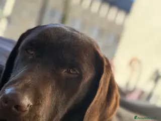 Labrador cani Labrador Chocolate - Annuncio 3