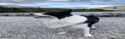 Border Collie cani per accoppiamento: BORDER COLLIE PER RIPRODUZIONE - Annuncio 9