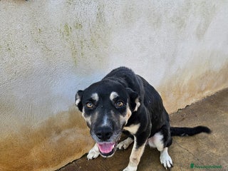 Meticcio cani Fabrizia: taglia grande, dolce ed equilibrata - Annuncio 4