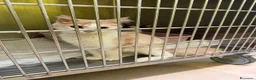 Europeo gatti in regalo: Red dolcissimo micino rossa a pelo lungo - Annuncio 3
