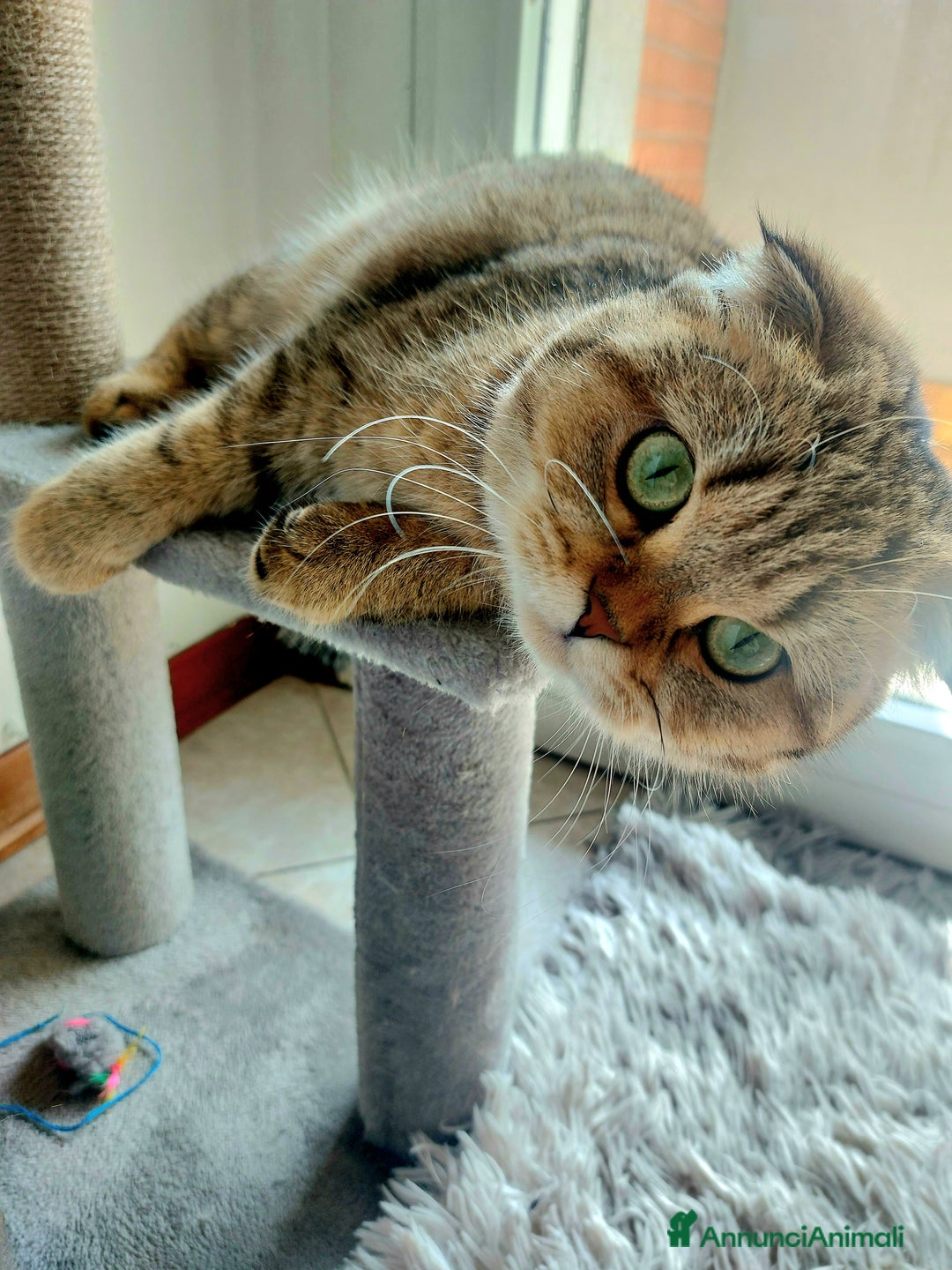 Scottish gatti per accoppiamento: Cerco fidanzato scottish straight a Bologna - Annuncio 1