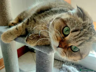 Scottish gatti Cerco fidanzato scottish straight a Bologna - Annuncio 5