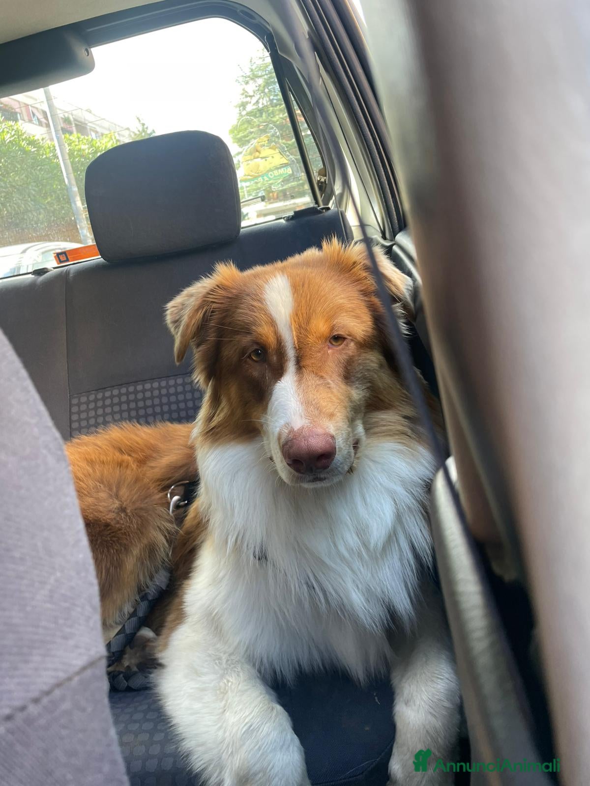 Australian Shepherd cani Pastore australiano  - Annuncio 2