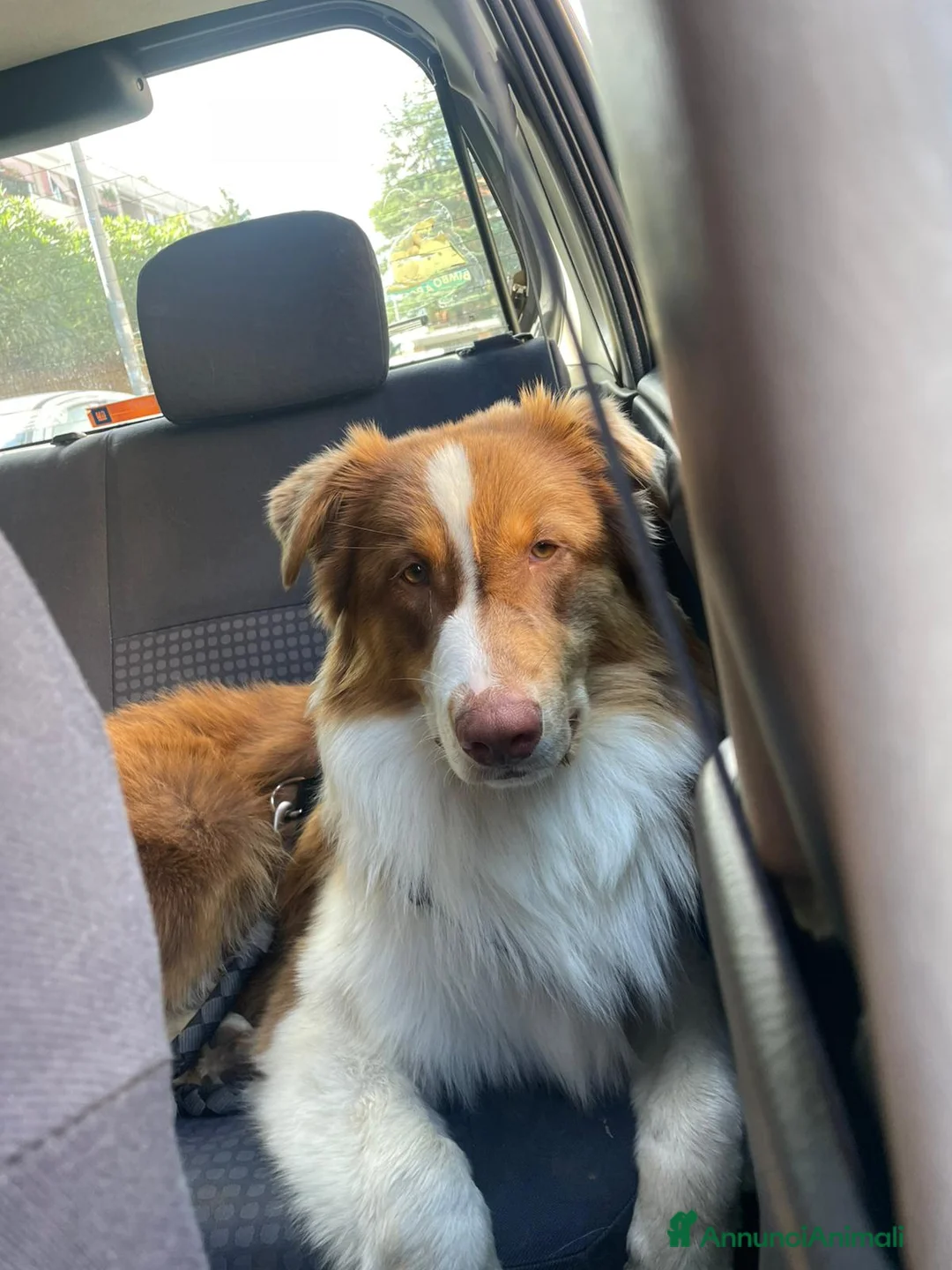 Australian Shepherd cani per accoppiamento: Pastore australiano  - Annuncio 2