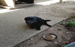 Labrador cani in regalo: Regalo Labrador  a Provincia di Cosenza - Immagine 2