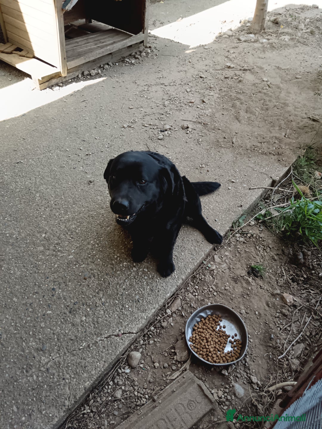 Labrador cani in regalo: Regalo Labrador  a Provincia di Cosenza - Immagine 2
