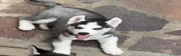 Husky cani in vendita: Siberian husky  - Annuncio 2