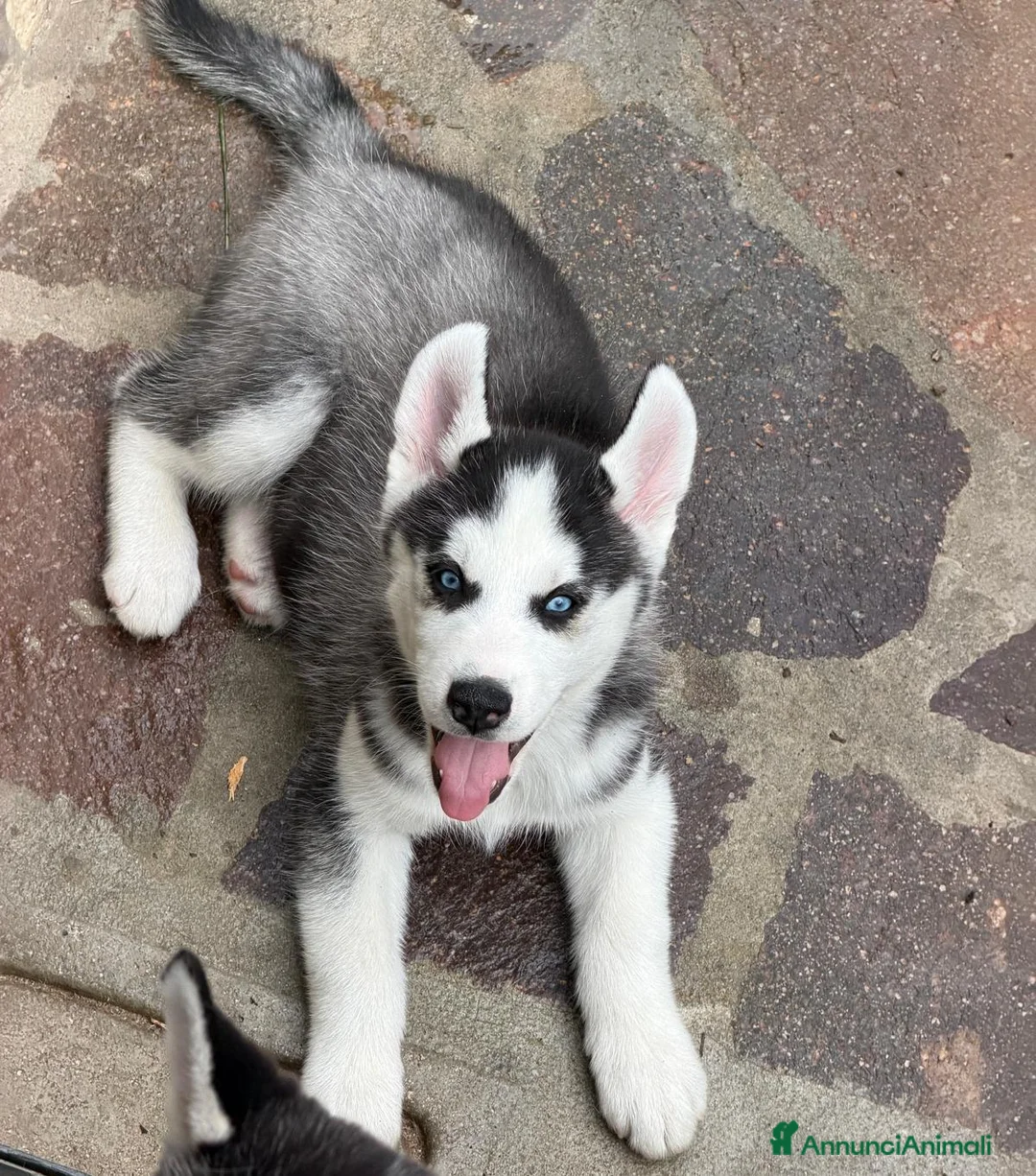 Husky cani in vendita: Siberian husky  - Annuncio 2