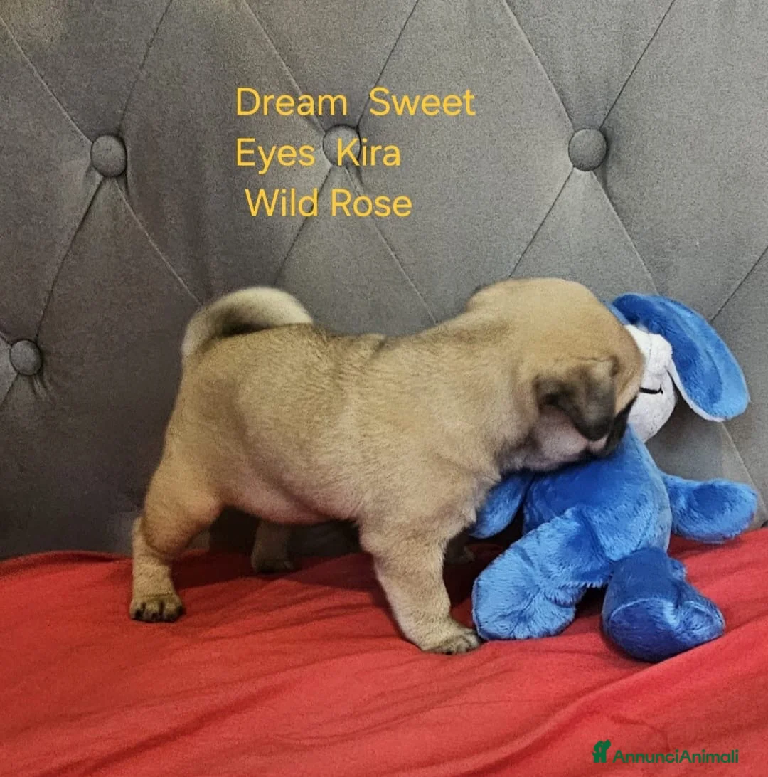 Carlino cani in vendita: Cuccioli carlino con pedigree ENCI  - Annuncio 10
