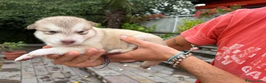 Alaskan Malamute 4