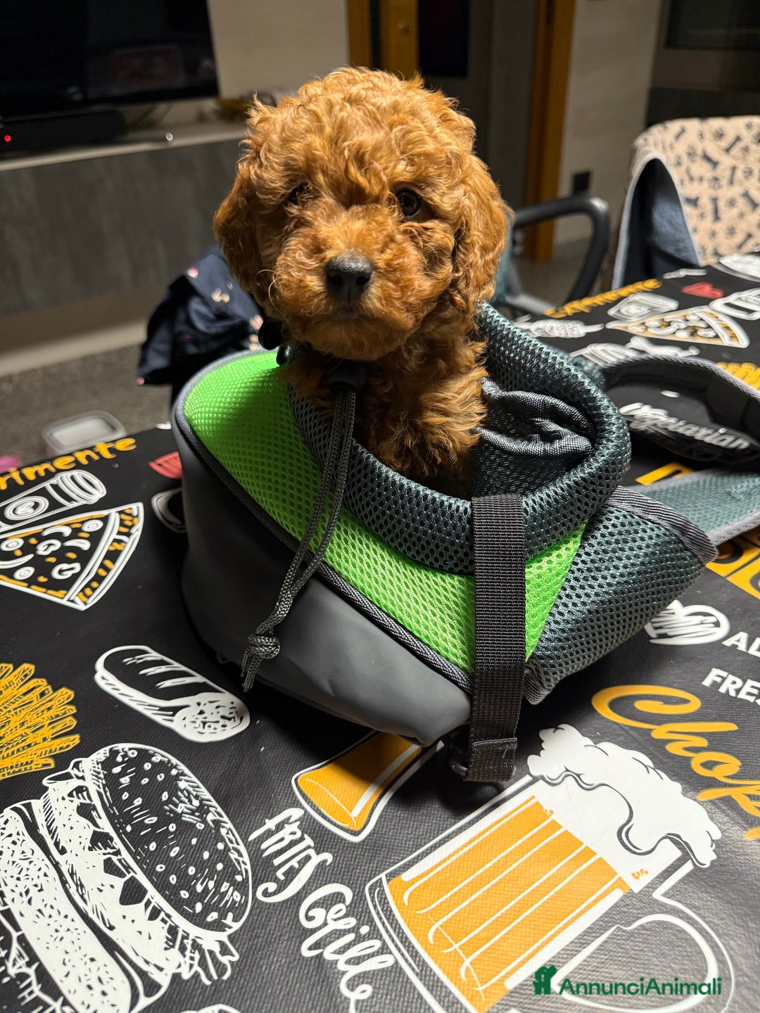 Barboncino Toy cani in vendita: barboncini toy pronti a fine dicembre  - Annuncio 1