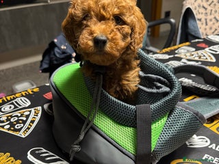 Barboncino Toy cani in vendita: barboncini toy pronti a fine dicembre - Annuncio 1