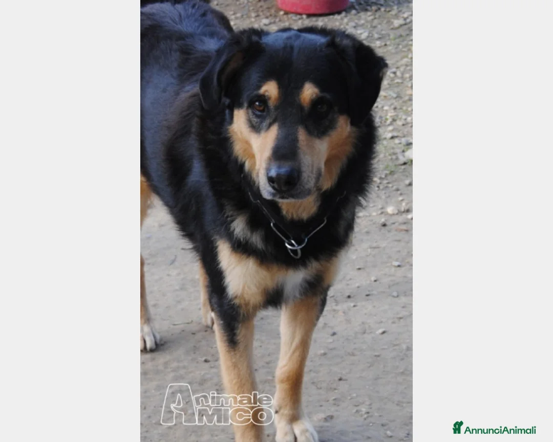 Meticcio cani in regalo: Mix Pastore entrato in canile a 6mesi anni fa!Pugl a Milano - Annuncio 2