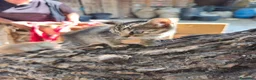 Meticcio gatti in regalo: Tagadà  - Annuncio 7