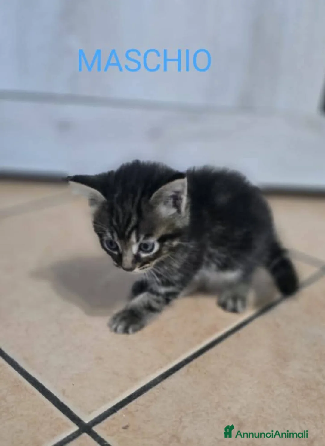 Meticcio gatti in regalo: Gattini - Annuncio 1