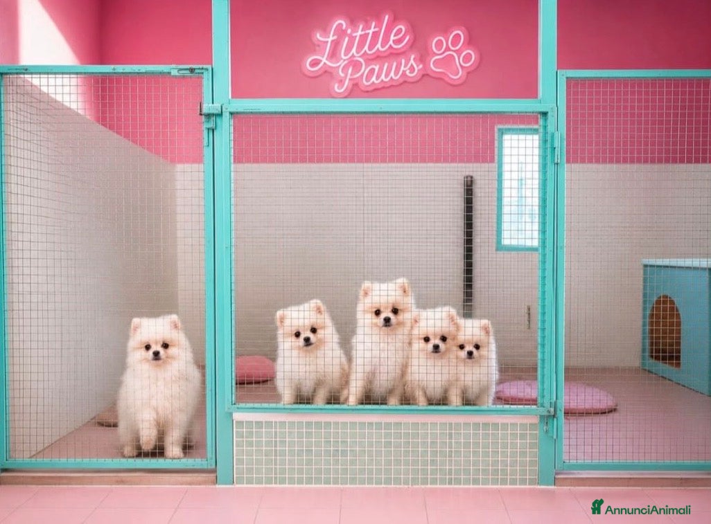 Volpino Pomerania cani Cuccioli adorabili di Pomerania con pedigree  - Annuncio 1
