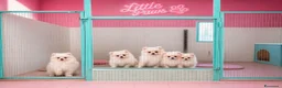 Volpino Pomerania cani in vendita: Cuccioli adorabili di Pomerania con pedigree  a Città Metropolitana di Napoli - Annuncio 1