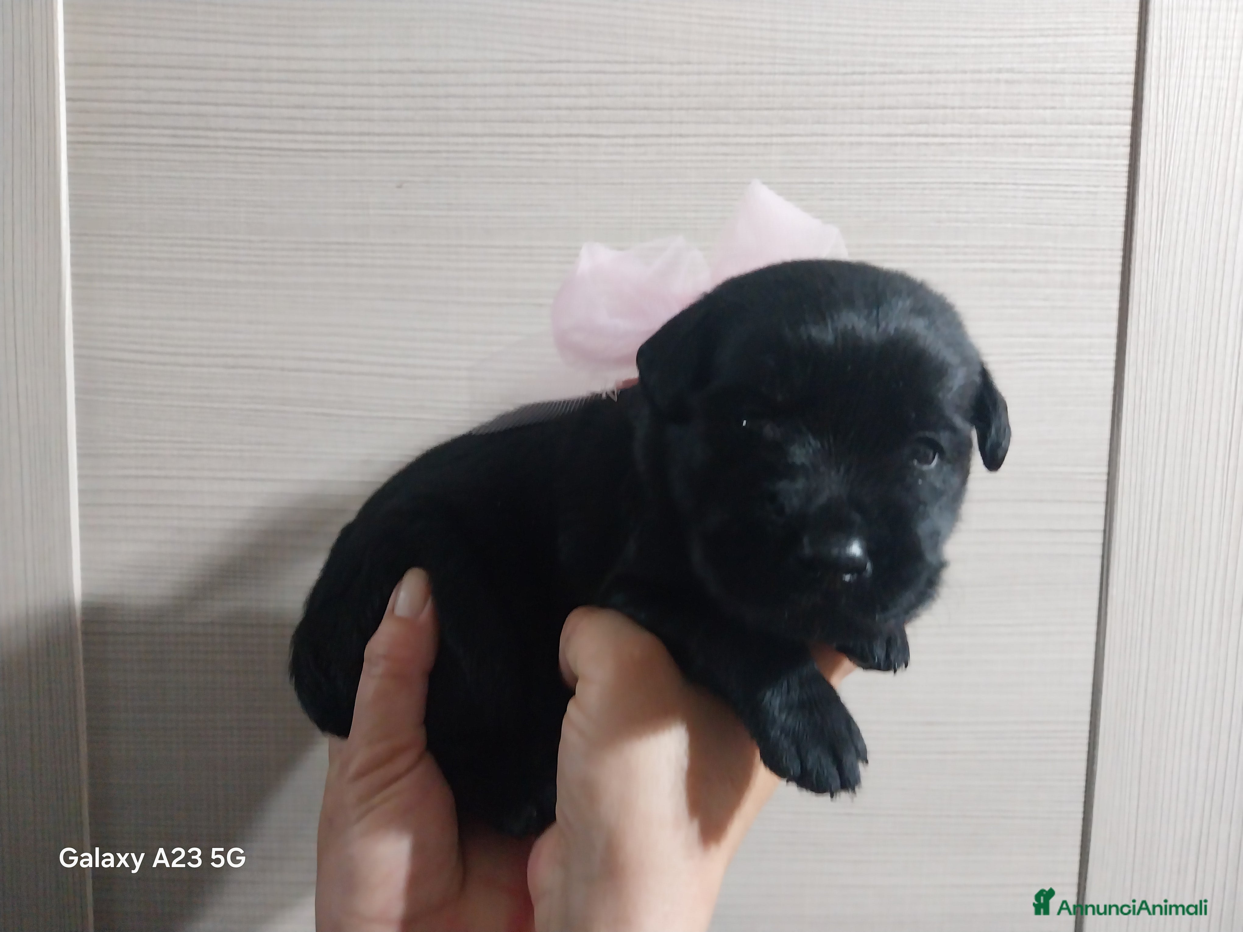 Labrador cani Labrador - Annuncio 6