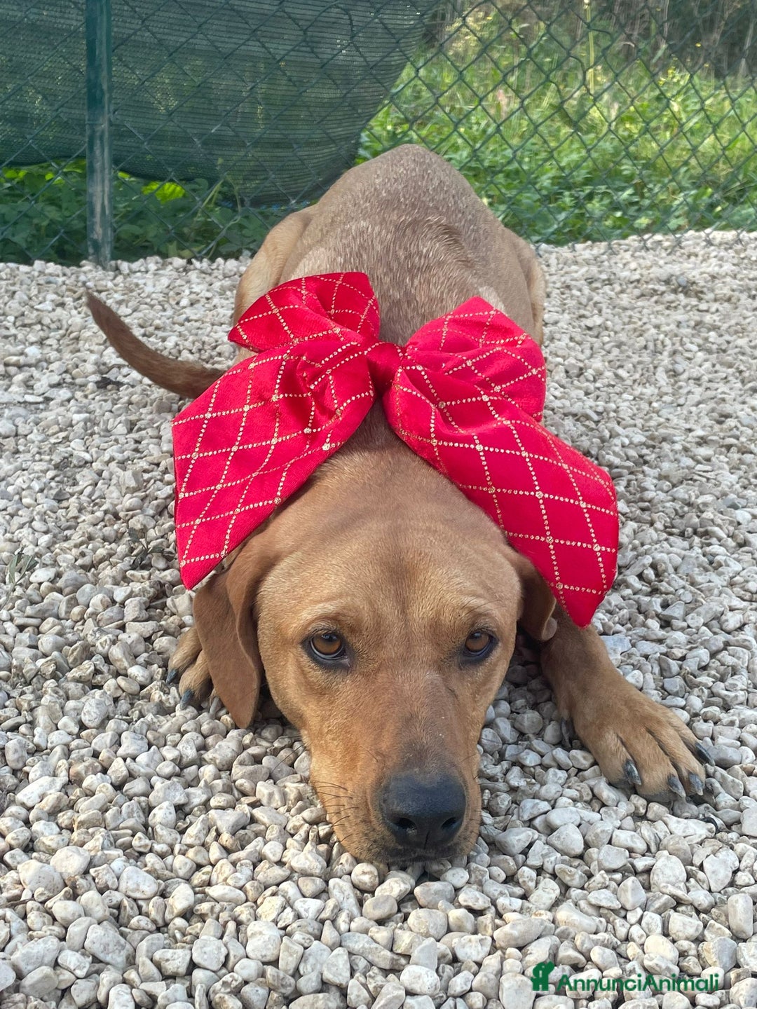 Meticcio cani in regalo: LA DOLCISSIMA AMERICA - Annuncio 1