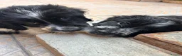 Meticcio cani in regalo: CUCCIOLI ESCLUSI E SOLI a Città Metropolitana di Genova - Annuncio 2
