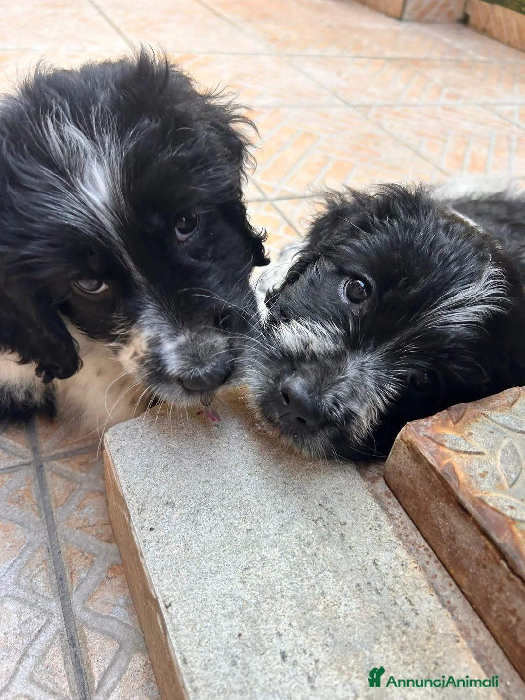 Meticcio cani in regalo: CUCCIOLI ESCLUSI E SOLI a Città Metropolitana di Genova - Annuncio 2