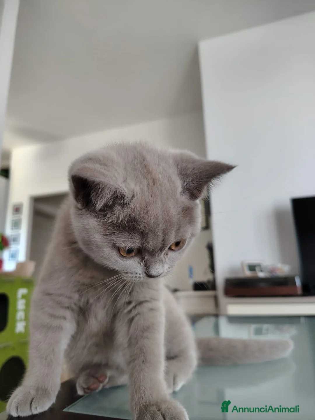 British gatti in vendita: Splendida cucciola di British Shorthair  - Annuncio 13
