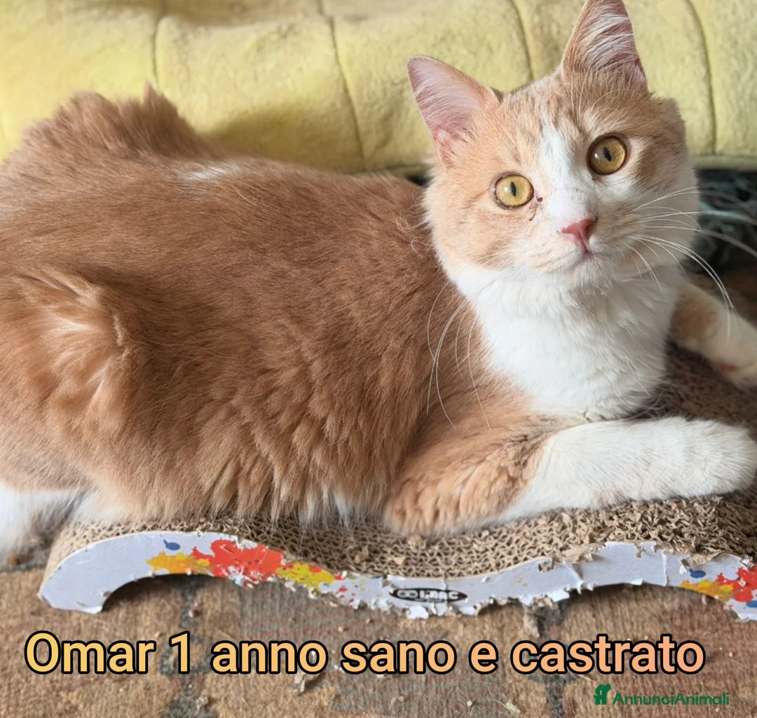 Meticcio gatti in regalo: ADOTTA UN GATTINO! a Provincia di Reggio Emilia - Annuncio 11