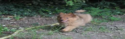 Spitz cani in vendita: Spitz tedesco piccolo volpino  - Annuncio 4