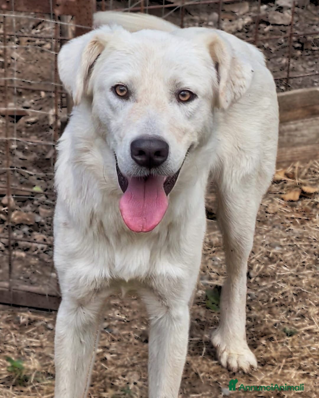 Meticcio cani in regalo: GUE’ 💙 - cucciolo timido e dolce. 🥺 - Annuncio 2