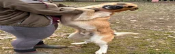 Meticcio cani in regalo: Mix pastorini sui 5mesi IN PERICOLO!!SOS CAGLIARI - Annuncio 2