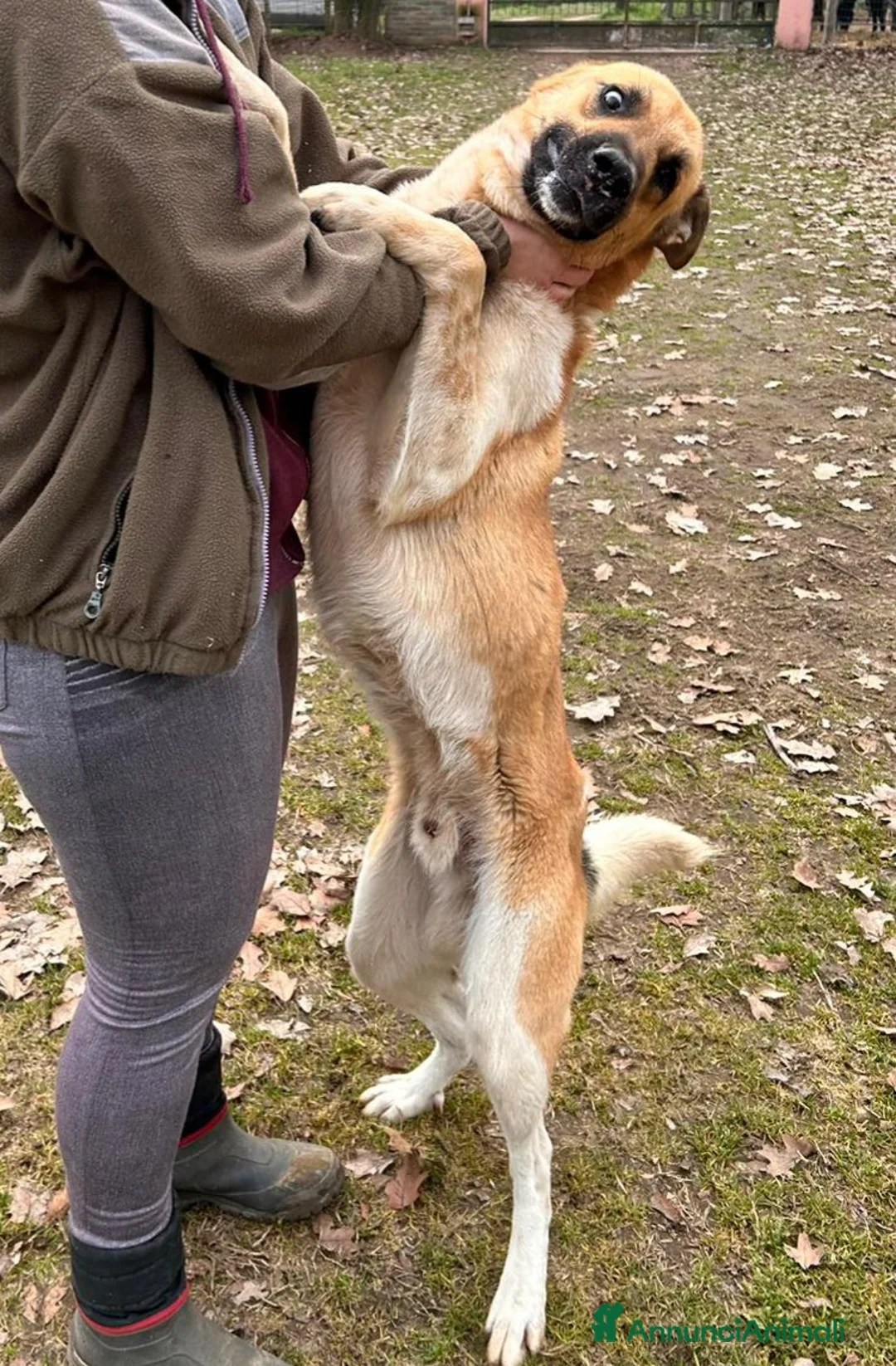 Meticcio cani in regalo: Mix pastorini sui 5mesi IN PERICOLO!!SOS CAGLIARI - Annuncio 2