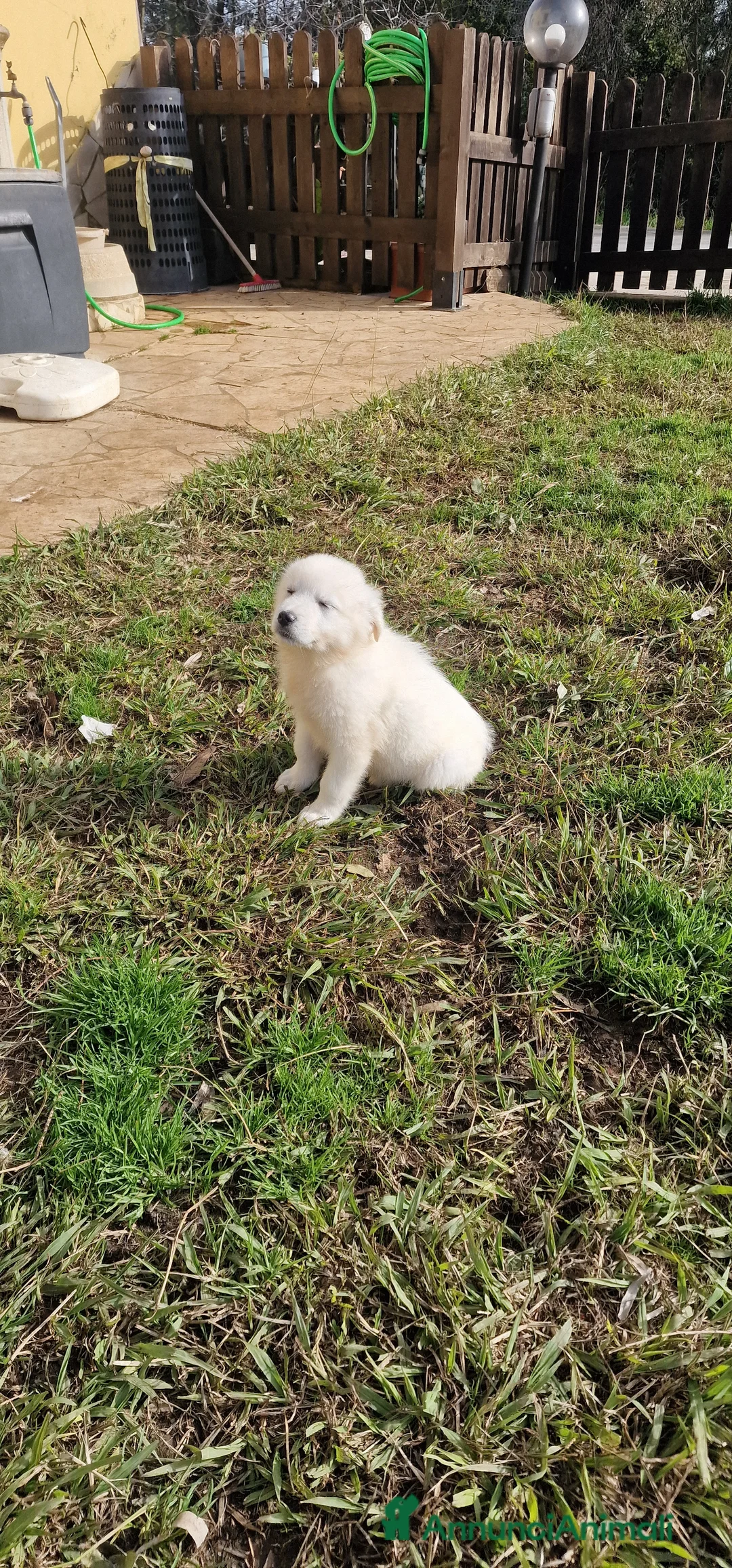 Pastore Maremmano cani in regalo: Scheggia - Annuncio 4