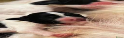 Setter Inglese cani in vendita: Cucciolata setter inglesi a Provincia di Rovigo - Annuncio 5