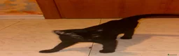 Europeo gatti in regalo: Nerino e Nerina cercano casa - Annuncio 3