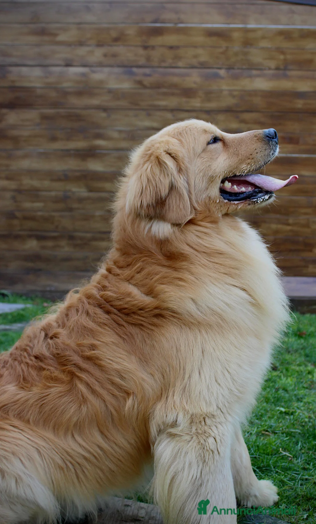 Golden Retriever cani in vendita: Cucciolata 100% americana  - Annuncio 12