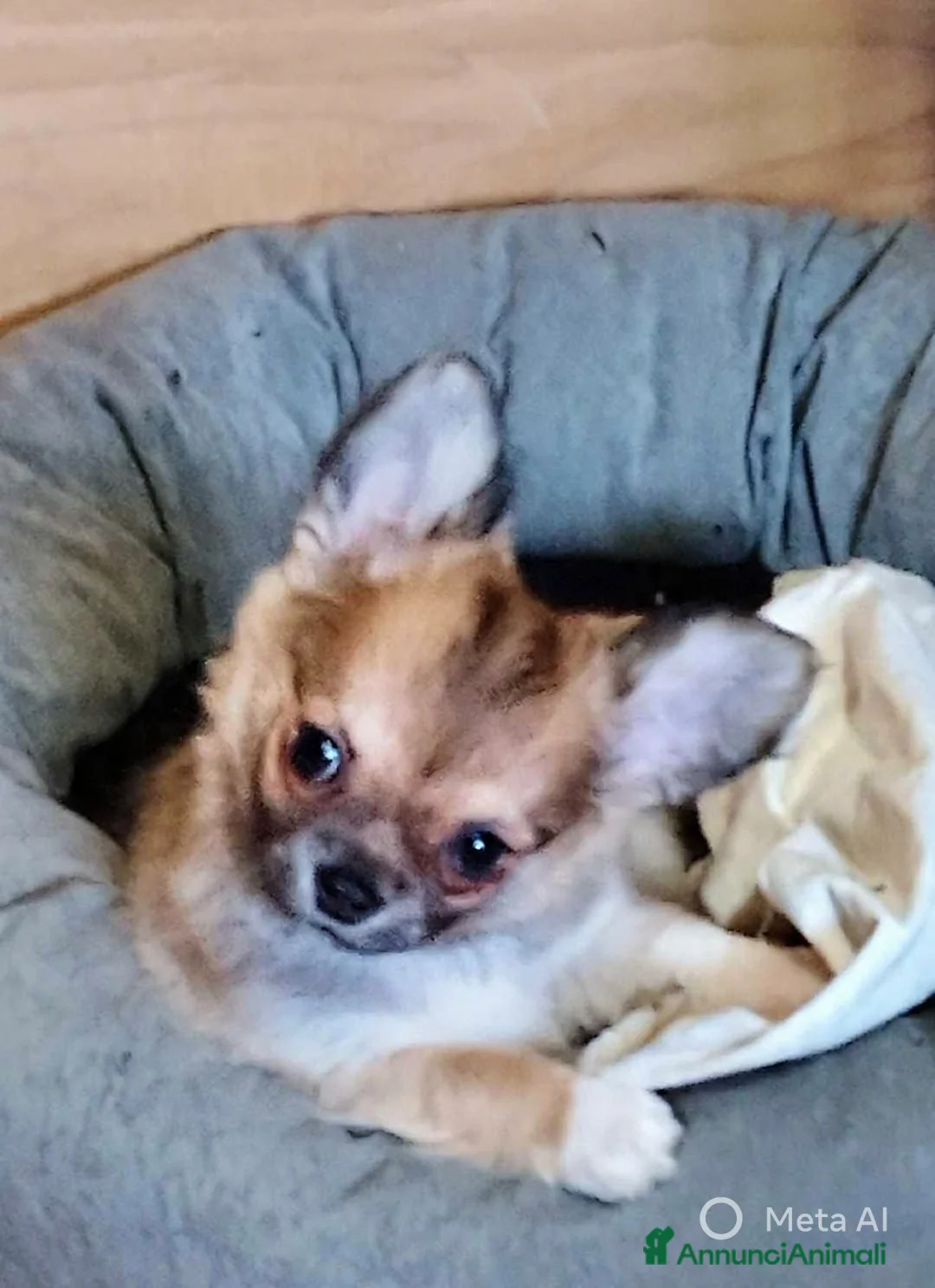 Chihuahua cani in vendita: Cuccioli chihuahua - Annuncio 5