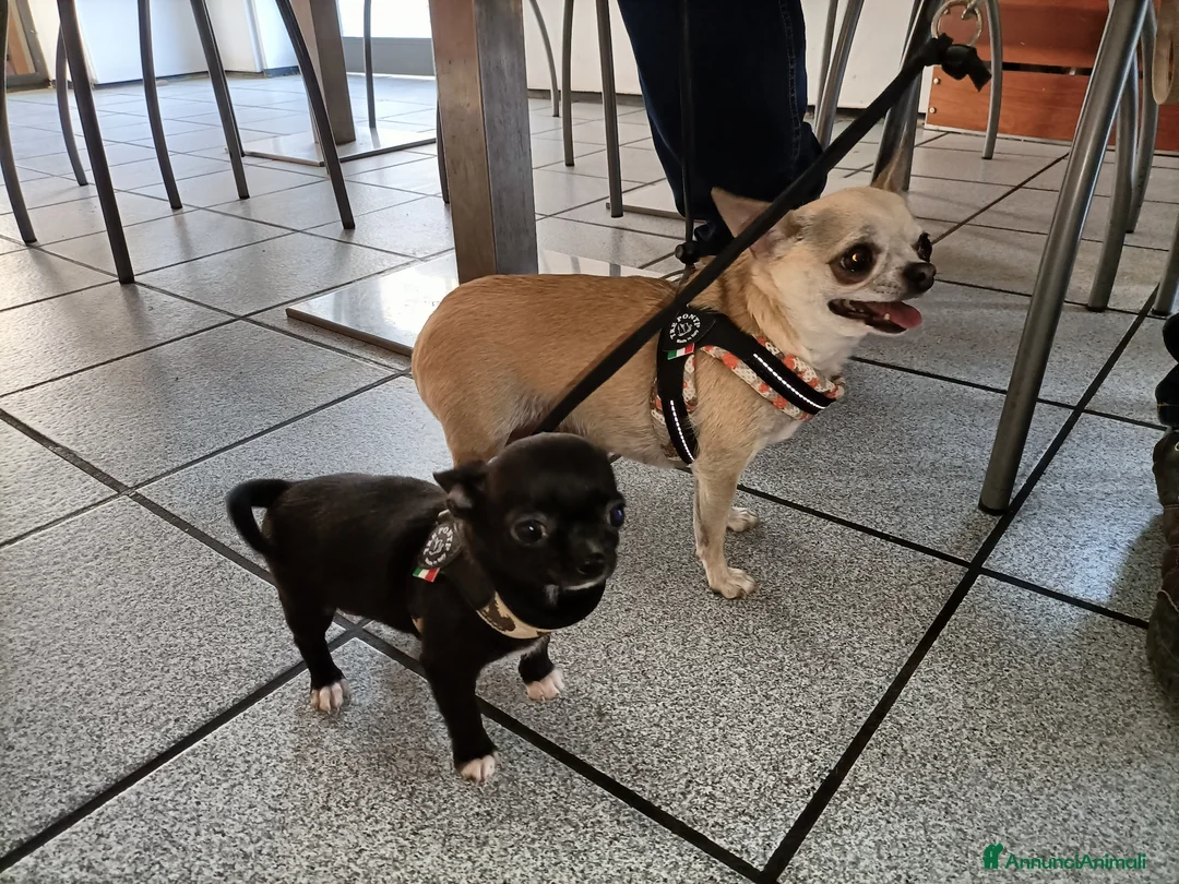 Chihuahua cani in vendita: Chihuahua maschio con Pedigree  - Annuncio 7