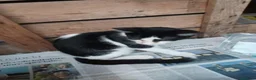 Altre razze gatti in regalo: 🐾❤️ **8 PICCOLI GATTINI CERCANO CASA ❤️🐾 - Annuncio 11