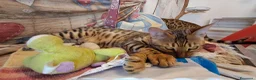 Bengala gatti in vendita: Cucciole Bengala brown a Città Metropolitana di Torino - Annuncio 5